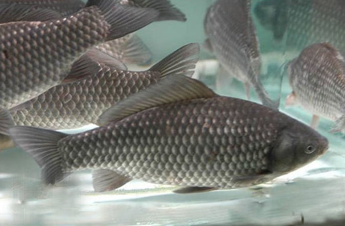 Discover the Power of Wild Fishing Red Worm Liquid Concentrated Solution